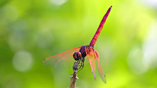 Dragonfly Wallpaper