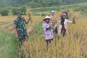 Wujud Kemanungalan TNI Dengan Rakyat, Babinsa Dampingi Petani Panen Padi.