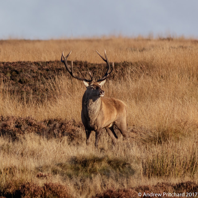 The stag is keeping a close eye on the two dogs nearby.