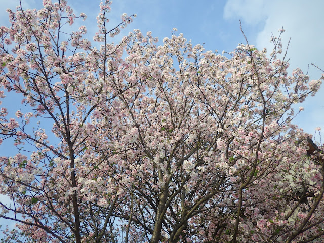 Taipei cherry blossoms