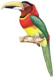 Eastern red necked Aracari