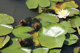 Fulica atra - Foulque macroule 