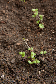 Lavender seedlings 18 days after germination