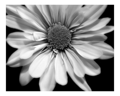 black and white floral pictures