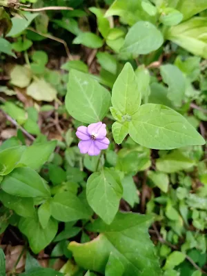 Browallia americana