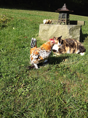 calico cat and bantam rooster