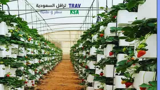 Strawberry farm Riyadh