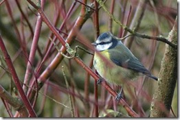 BLUE TIT 3
