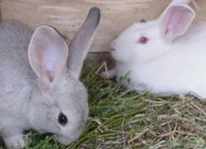Foto de conejos comiendo representante de la cunicultura