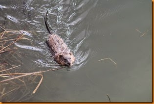 IMG_4250