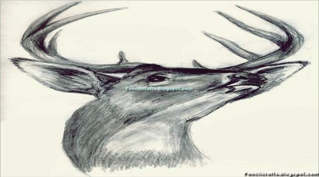 Colored Pencil Drawings Deer