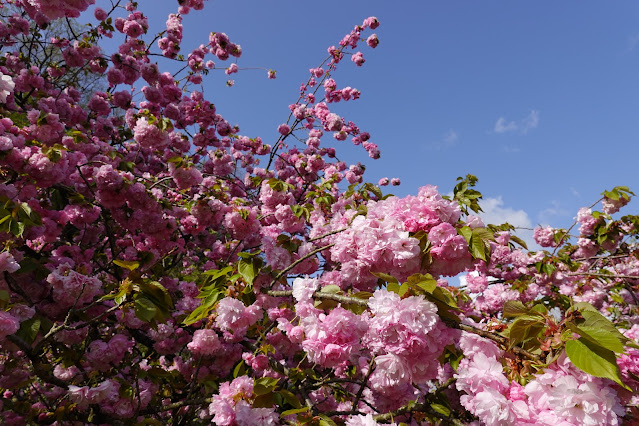 鳥取県西伯郡伯耆町小林 マウンテンストリームきしもと ヤエザクラ（八重桜）