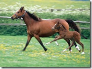 horses(b)