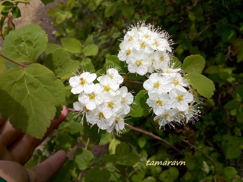 Смотрите также тему:  Спирея уссурийская / Таволга уссурийская (Spiraea ussuriensis)