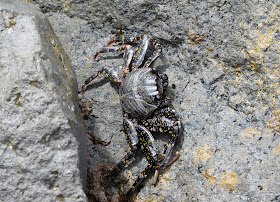 East Atlantic Sally Lightfoot crabs (Grapsus adscensionis) - Tenerife