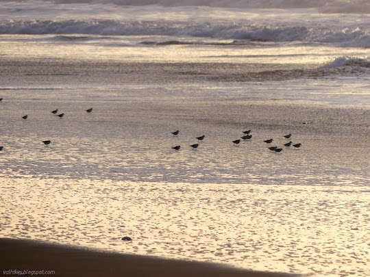 foam spattered flats show when the waves retreat