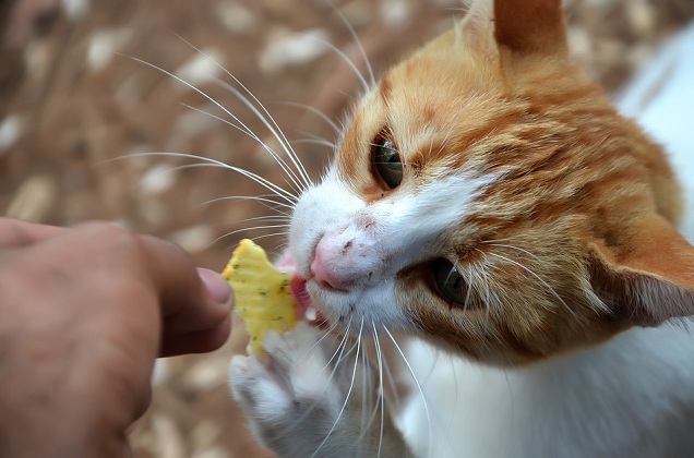 best cat food for constipation