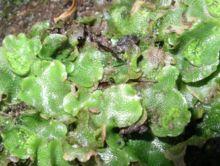 220px-Lunularia_cruciata