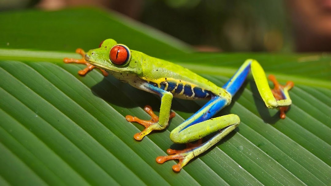 Frog HD Wallpaper 6