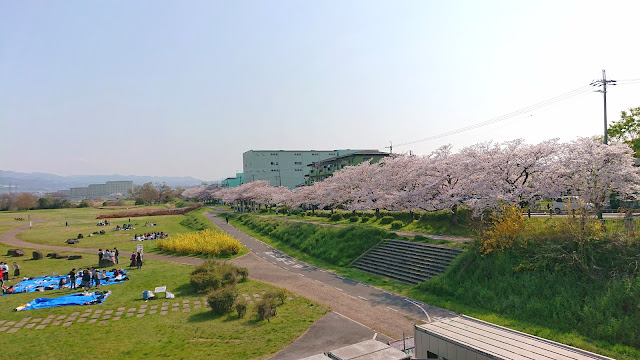 石川さくら堤(富田林市)