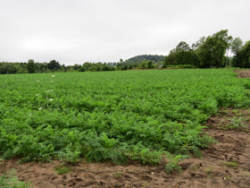 field of carrots