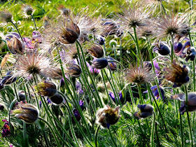 fleurs anémones des alpes couleurs soleil soir jardin
