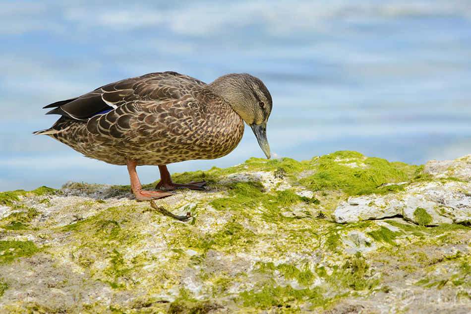 Sinikael-part, Anas platyrhynchos, Mallard