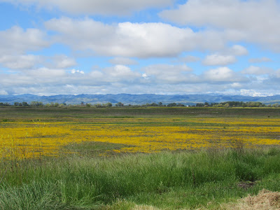 logan creek trail sacramento national wildlife refuge complex spring wildflowers superbloom northern california nature