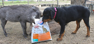 Rottweiler Puppy Warthog Friendship