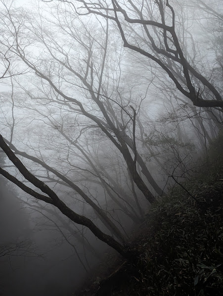 霧の樹木
