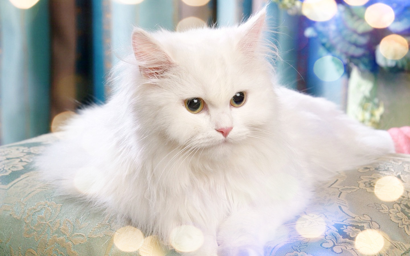 ... Kucing Foto Kucing Lucu Wallpaper Kucing Imut | Apps Directories