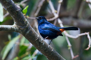 An Indian Black Robin perched on a branch, photographed in Sri Lanka