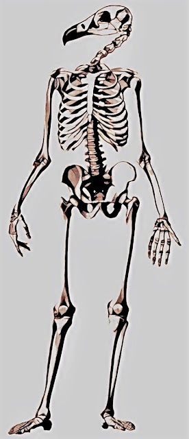 Nekhebit's Skeleton