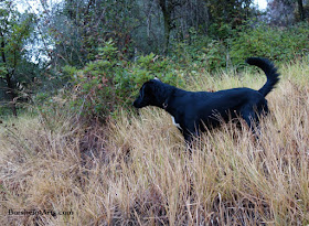 Dog Yoda in Tuscan hillside