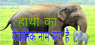 हाथी का वैज्ञानिक नाम क्या है? | What is the scientific name of elephant?