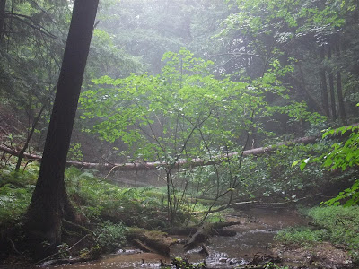 river crossing on the trail, manistee forest hiking trail, michigan