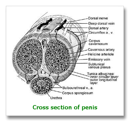 Cross section of a penis