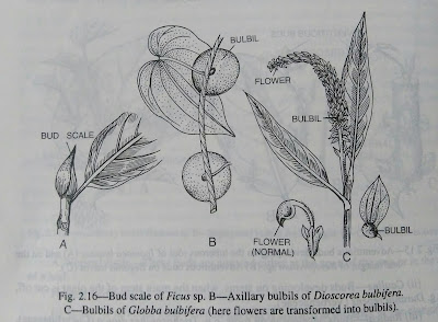 Stem:advantage and disadvantage of climbing plants,function of stem, the bud, kinds of buds, protection of buds and modification of buds- digieduco