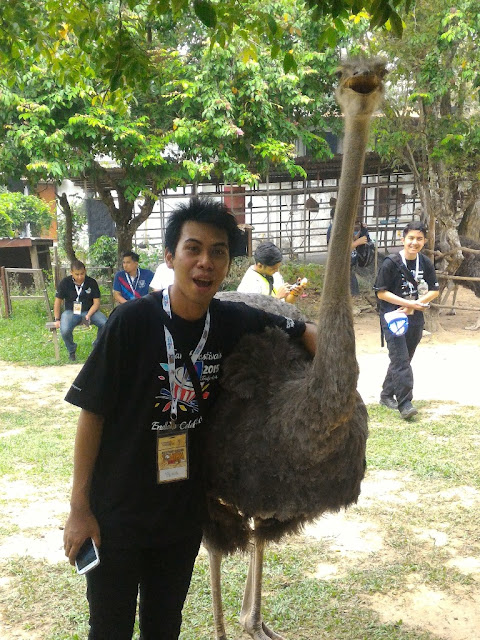 Port Dickson Ostrich Show Farm Makan Sate Burung Unta