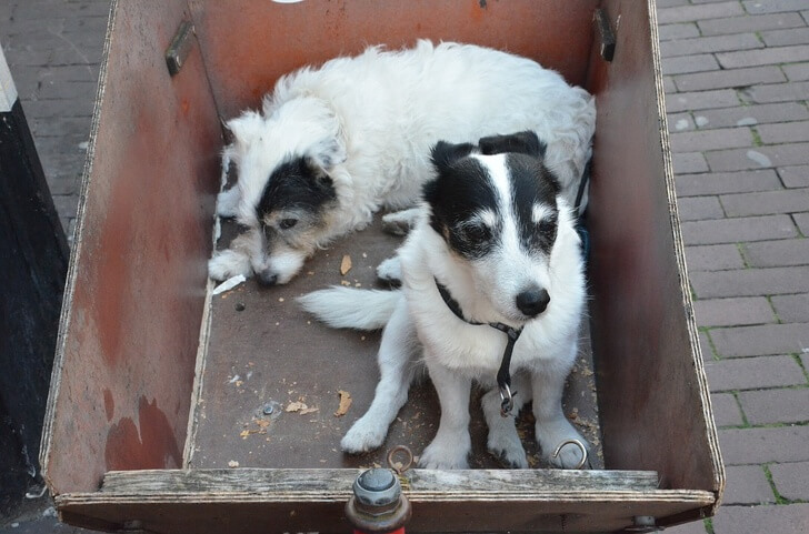 Holland Becomes The First Country Without Stray Dogs