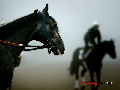 Black Race Horse Wallpaper