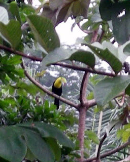 Toucan, La Ceiba, Honduras