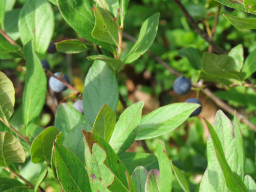 wild blueberry