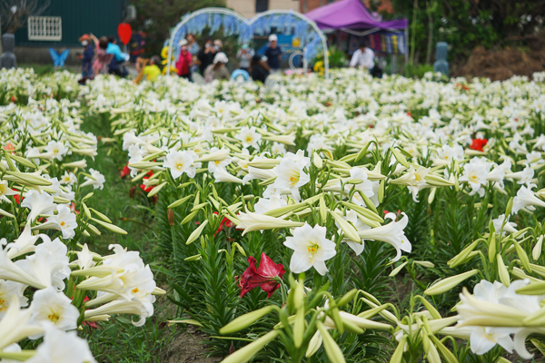 雲林四湖長春園藝孤挺花園鐵砲百合花海和孤挺花爭奇鬥艷美不勝收