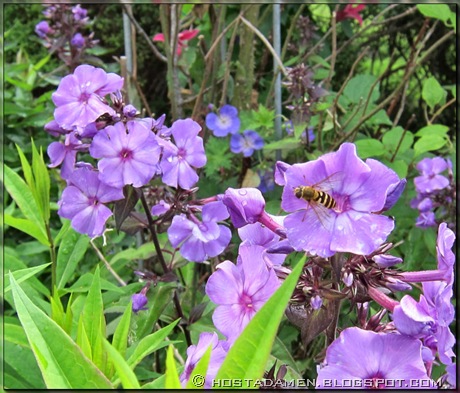 Phlox_BlueParadise