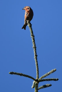 Red Crossbill High Rockies Trail.