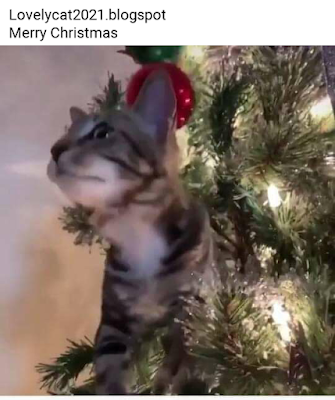Cats with merry cristmas3