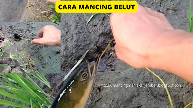 Cara mancing belut, Mencari lubang Belut, Umpan Mancing Belut, Perlengkapan mancing Belut, Langkah mengetahui kedatangan belut,