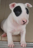 แพนด้า บูลเทอร์เรีย Bull Terrier