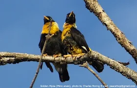 Golden Myna in Sorong forest of West Papua, Indonesia